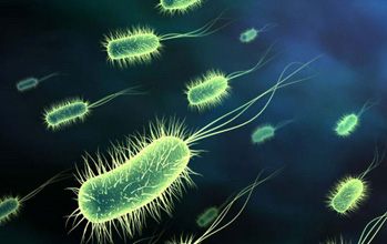 Vi khuẩn E. Coli làm thế nào để liên kết với các tế bào trong cơ thể và gây ra các triệu chứng bệnh?
