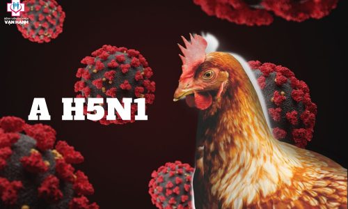 cúm A H5N1 triệu chứng và cách phòng ngừa bệnh kịp thời